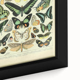 Vintage Animal Art: Exotic Butterflies & Moths Illustration Butterfly Artwork