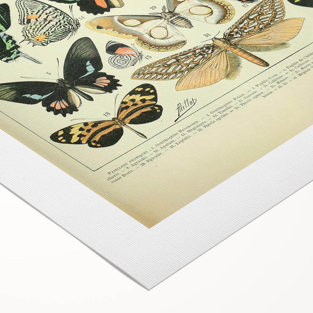 Vintage Animal Art: Exotic Butterflies & Moths Illustration Butterfly Artwork