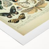 Vintage Animal Art: Exotic Butterflies & Moths Illustration Butterfly Artwork