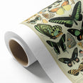 Vintage Animal Art: Exotic Butterflies & Moths Illustration Butterfly Artwork