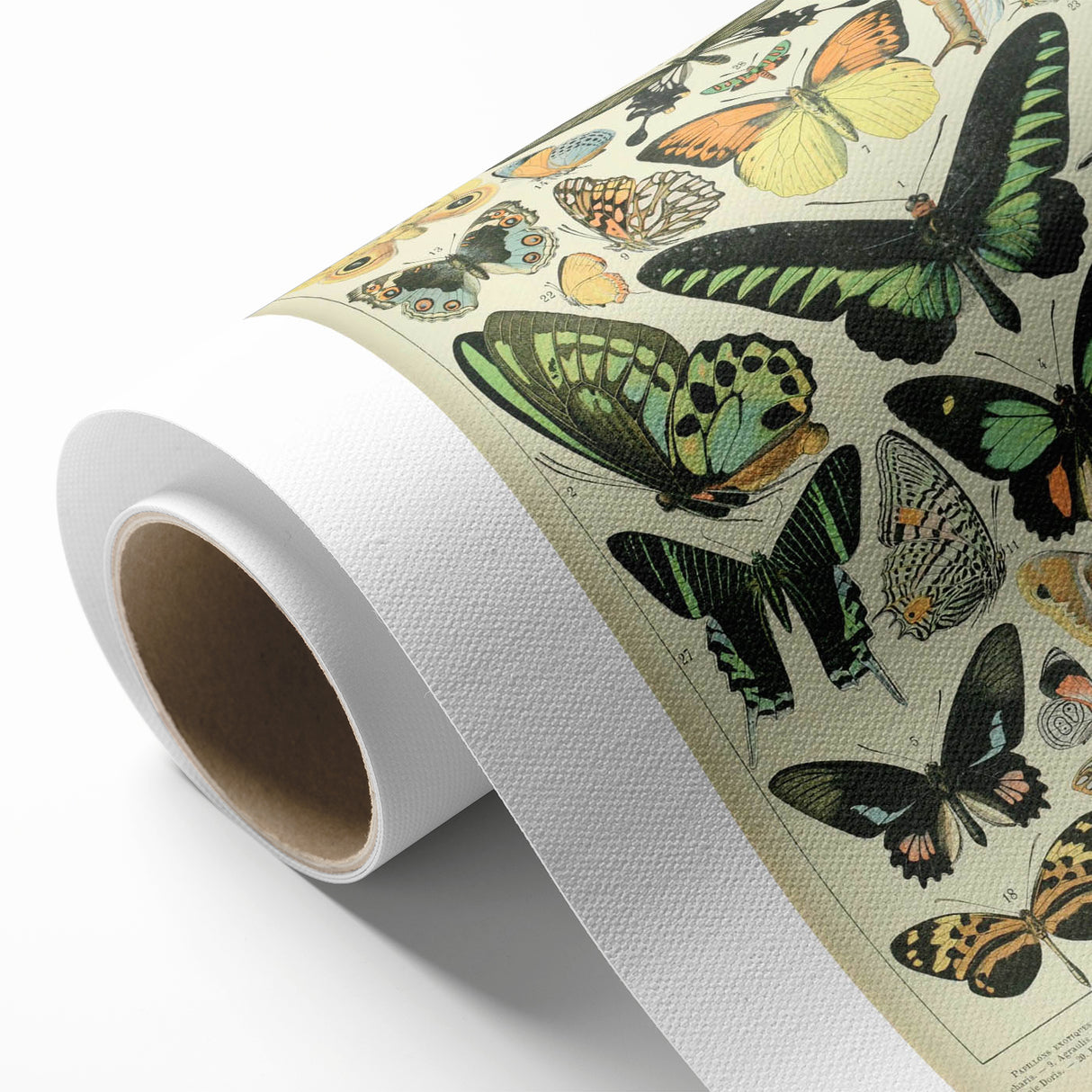 Vintage Animal Art: Exotic Butterflies & Moths Illustration Butterfly Artwork