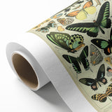 Vintage Animal Art: Exotic Butterflies & Moths Illustration Butterfly Artwork