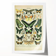 Vintage Animal Art: Exotic Butterflies & Moths Illustration Butterfly Artwork