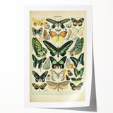 Vintage Animal Art: Exotic Butterflies & Moths Illustration Butterfly Artwork