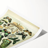 Vintage Animal Art: Exotic Butterflies & Moths Illustration Butterfly Artwork