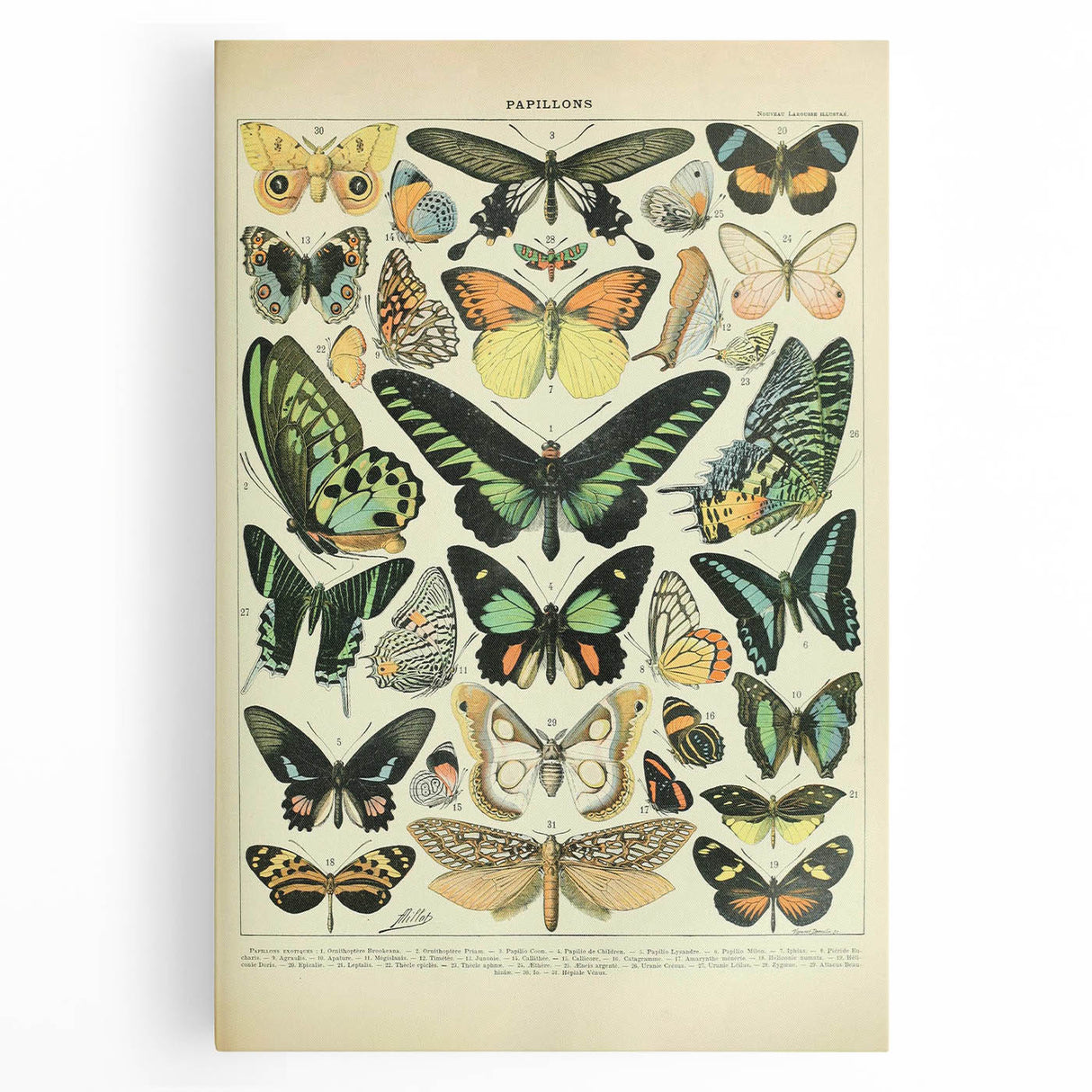 Vintage Animal Art: Exotic Butterflies & Moths Illustration Butterfly Artwork
