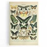 Vintage Animal Art: Exotic Butterflies & Moths Illustration Butterfly Artwork