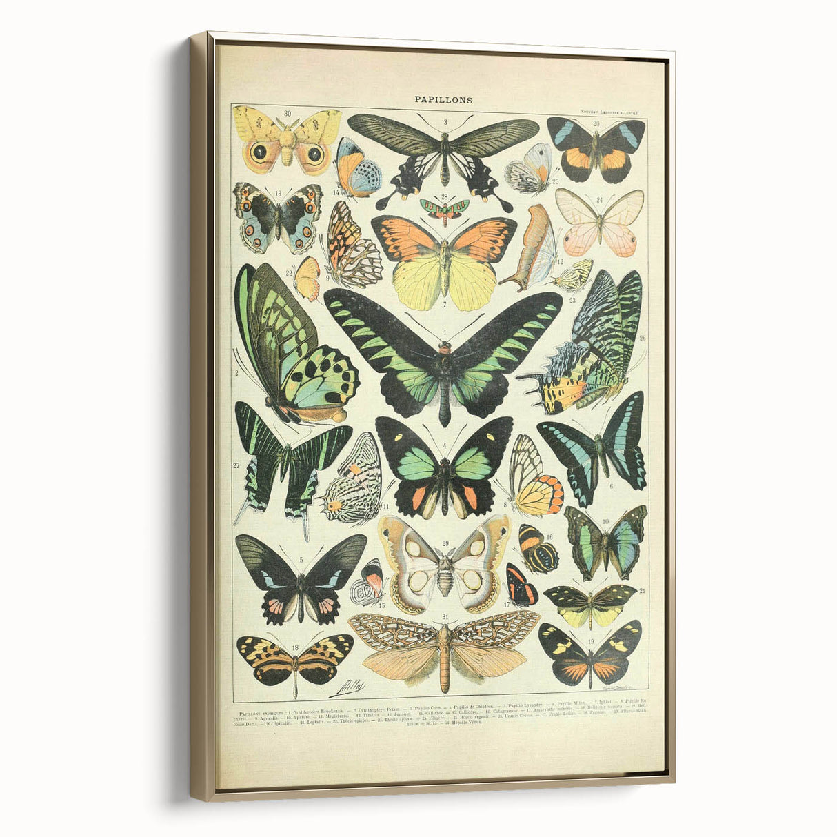 Vintage Animal Art: Exotic Butterflies & Moths Illustration Butterfly Artwork