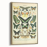 Vintage Animal Art: Exotic Butterflies & Moths Illustration Butterfly Artwork