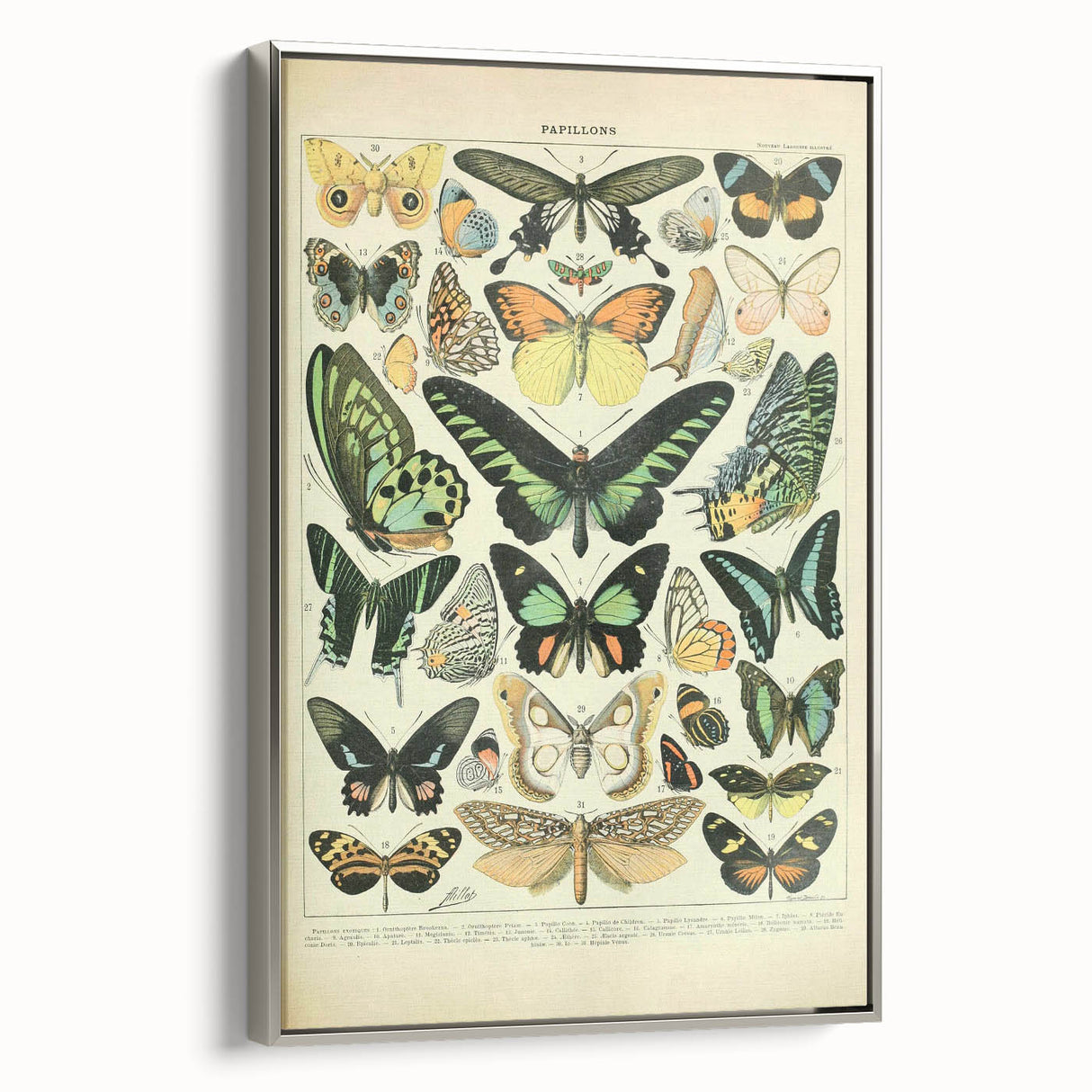 Vintage Animal Art: Exotic Butterflies & Moths Illustration Butterfly Artwork