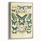 Vintage Animal Art: Exotic Butterflies & Moths Illustration Butterfly Artwork