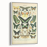Vintage Animal Art: Exotic Butterflies & Moths Illustration Butterfly Artwork