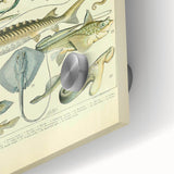 Retro Animal Illustrations: Vintage Fish Art for Home Decor