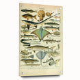 Retro Animal Illustrations: Vintage Fish Art for Home Decor
