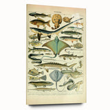 Retro Animal Illustrations: Vintage Fish Art for Home Decor