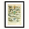 Retro Animal Illustrations: Vintage Fish Art for Home Decor