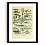 Retro Animal Illustrations: Vintage Fish Art for Home Decor