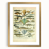 Retro Animal Illustrations: Vintage Fish Art for Home Decor