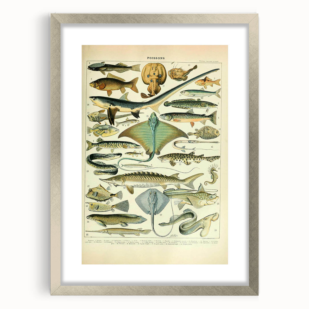 Retro Animal Illustrations: Vintage Fish Art for Home Decor