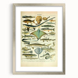 Retro Animal Illustrations: Vintage Fish Art for Home Decor