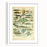 Retro Animal Illustrations: Vintage Fish Art for Home Decor