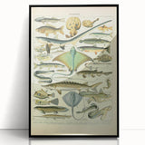 Retro Animal Illustrations: Vintage Fish Art for Home Decor
