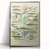 Retro Animal Illustrations: Vintage Fish Art for Home Decor