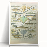 Retro Animal Illustrations: Vintage Fish Art for Home Decor