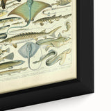 Retro Animal Illustrations: Vintage Fish Art for Home Decor