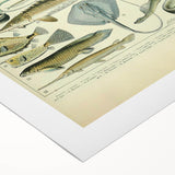 Retro Animal Illustrations: Vintage Fish Art for Home Decor