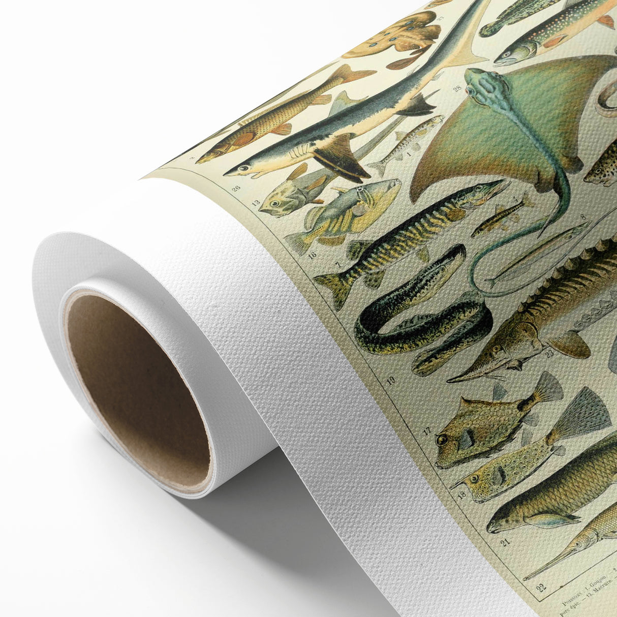 Retro Animal Illustrations: Vintage Fish Art for Home Decor