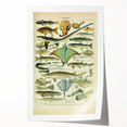 Retro Animal Illustrations: Vintage Fish Art for Home Decor