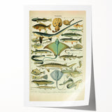 Retro Animal Illustrations: Vintage Fish Art for Home Decor