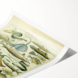 Retro Animal Illustrations: Vintage Fish Art for Home Decor