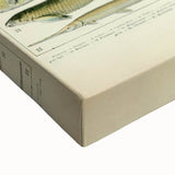 Retro Animal Illustrations: Vintage Fish Art for Home Decor