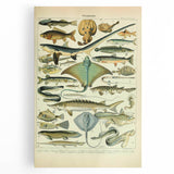 Retro Animal Illustrations: Vintage Fish Art for Home Decor