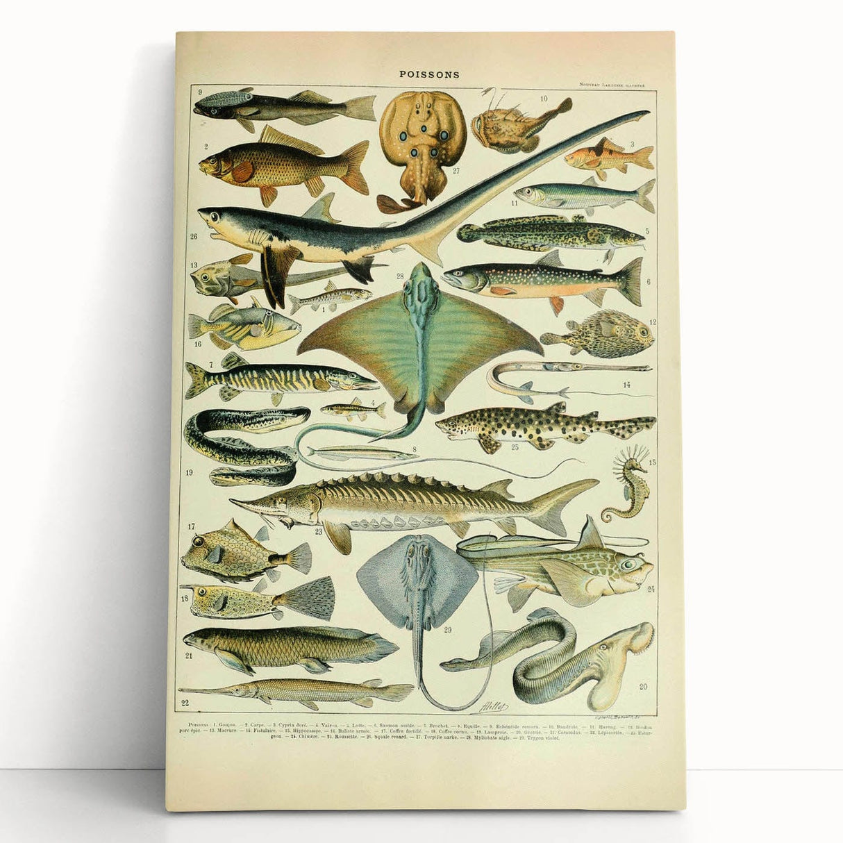 Retro Animal Illustrations: Vintage Fish Art for Home Decor