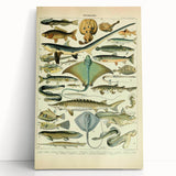 Retro Animal Illustrations: Vintage Fish Art for Home Decor