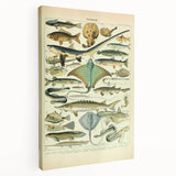 Retro Animal Illustrations: Vintage Fish Art for Home Decor