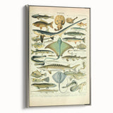 Retro Animal Illustrations: Vintage Fish Art for Home Decor