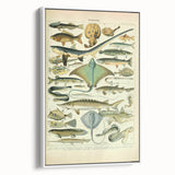 Retro Animal Illustrations: Vintage Fish Art for Home Decor