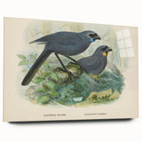 Vintage Animal Art: Bird Illustration Art Print