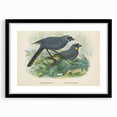 Vintage Animal Art: Bird Illustration Art Print