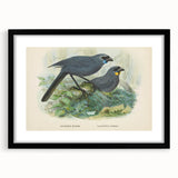 Vintage Animal Art: Bird Illustration Art Print