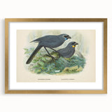 Vintage Animal Art: Bird Illustration Art Print