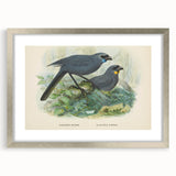 Vintage Animal Art: Bird Illustration Art Print