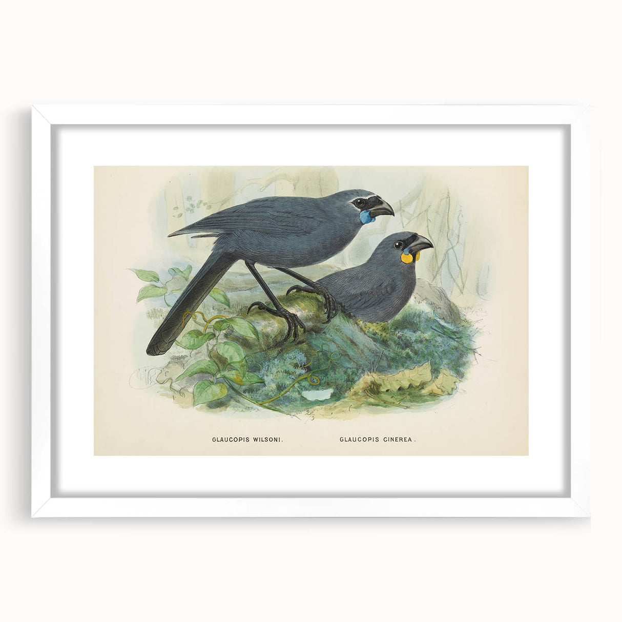 Vintage Animal Art: Bird Illustration Art Print