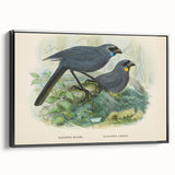 Vintage Animal Art: Bird Illustration Art Print