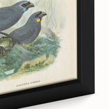 Vintage Animal Art: Bird Illustration Art Print