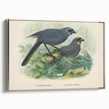 Vintage Animal Art: Bird Illustration Art Print